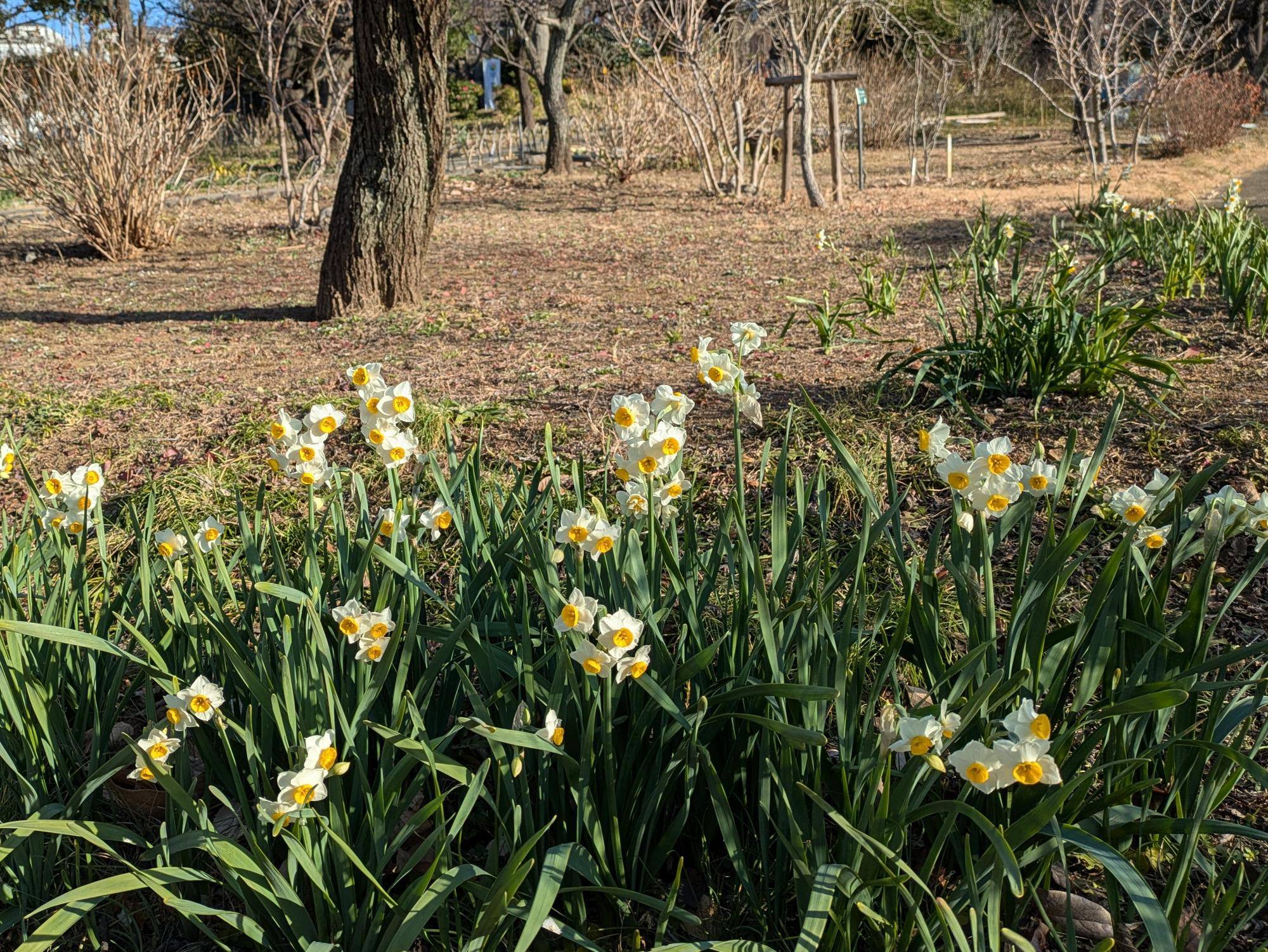 スイセンが咲いていますの写真