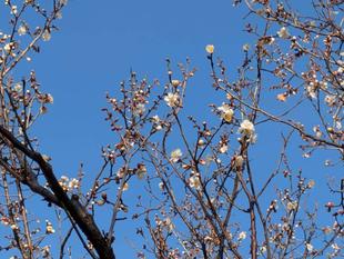 コウメが咲いてきています