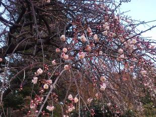 シダレウメが咲き始めています