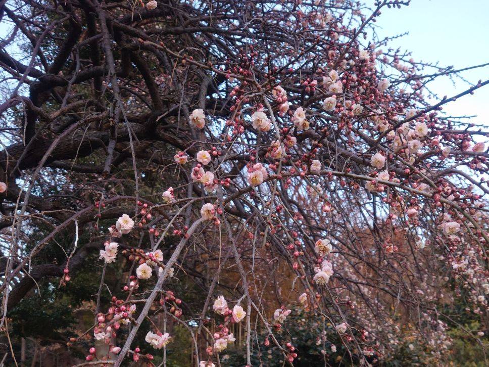 シダレウメが咲き始めていますの写真