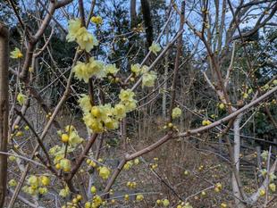 ロウバイが咲き始めています