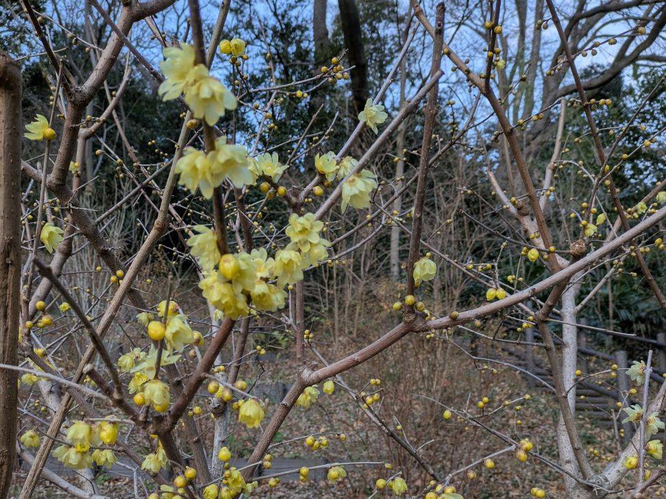 ロウバイが咲き始めていますの写真