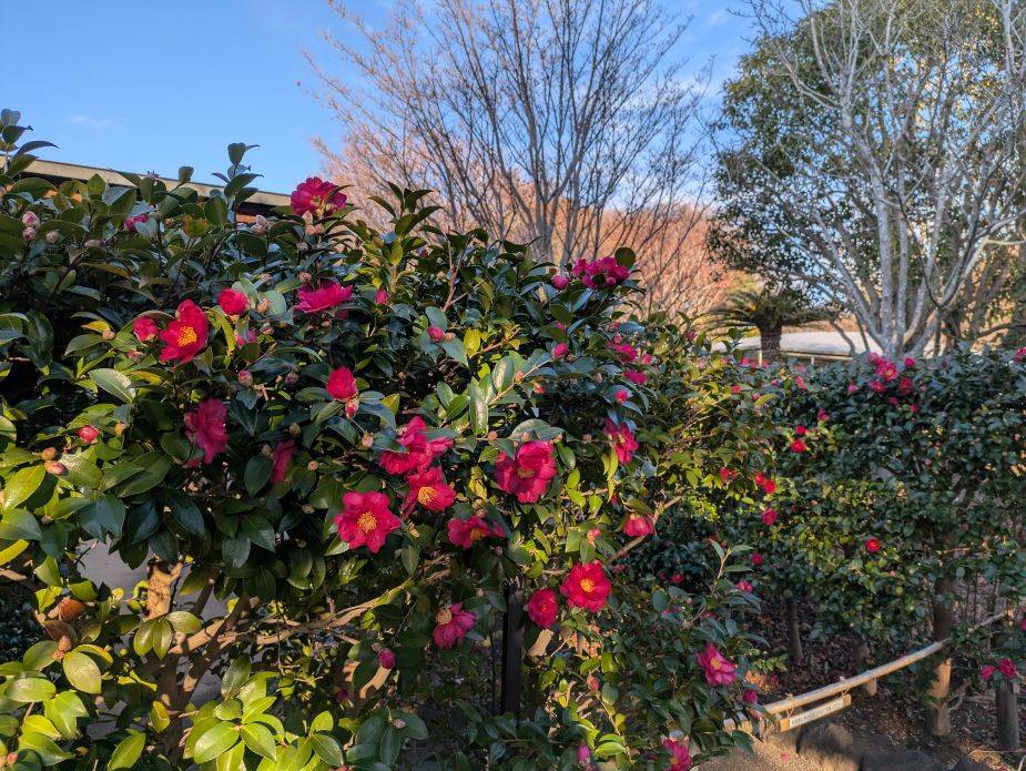 サザンカが咲いていますの写真