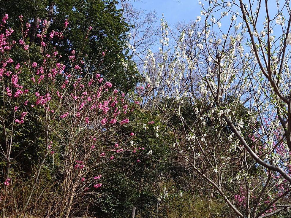 ハナモモが咲き始めましたの写真