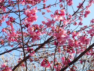 カワヅザクラが咲き始めました