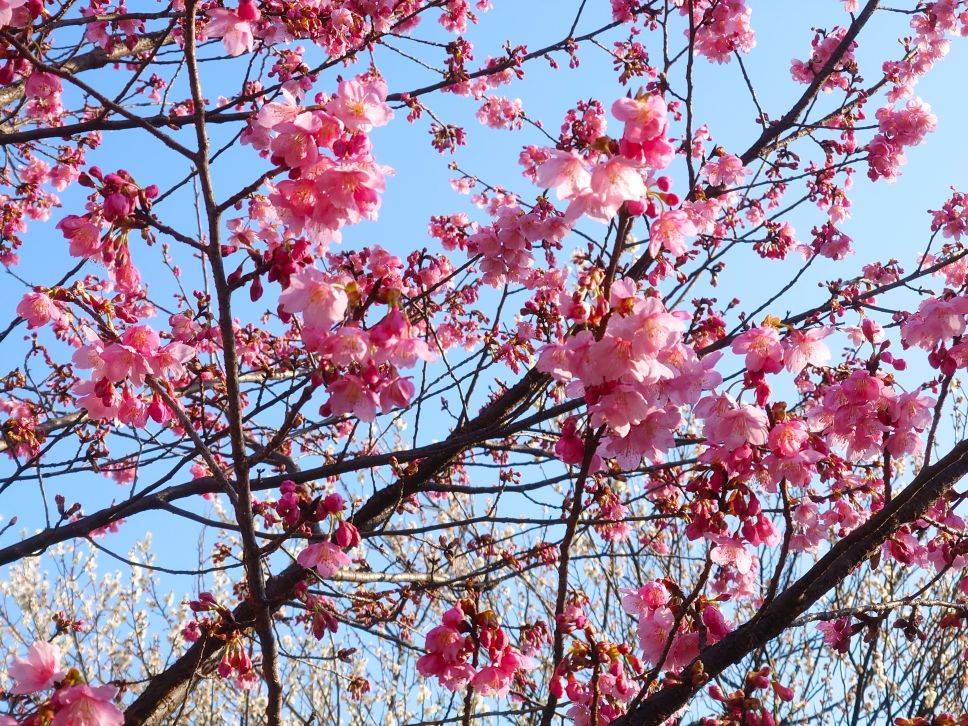 カワヅザクラが咲き始めましたの写真