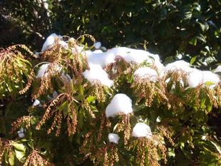 池が全面に凍っていました