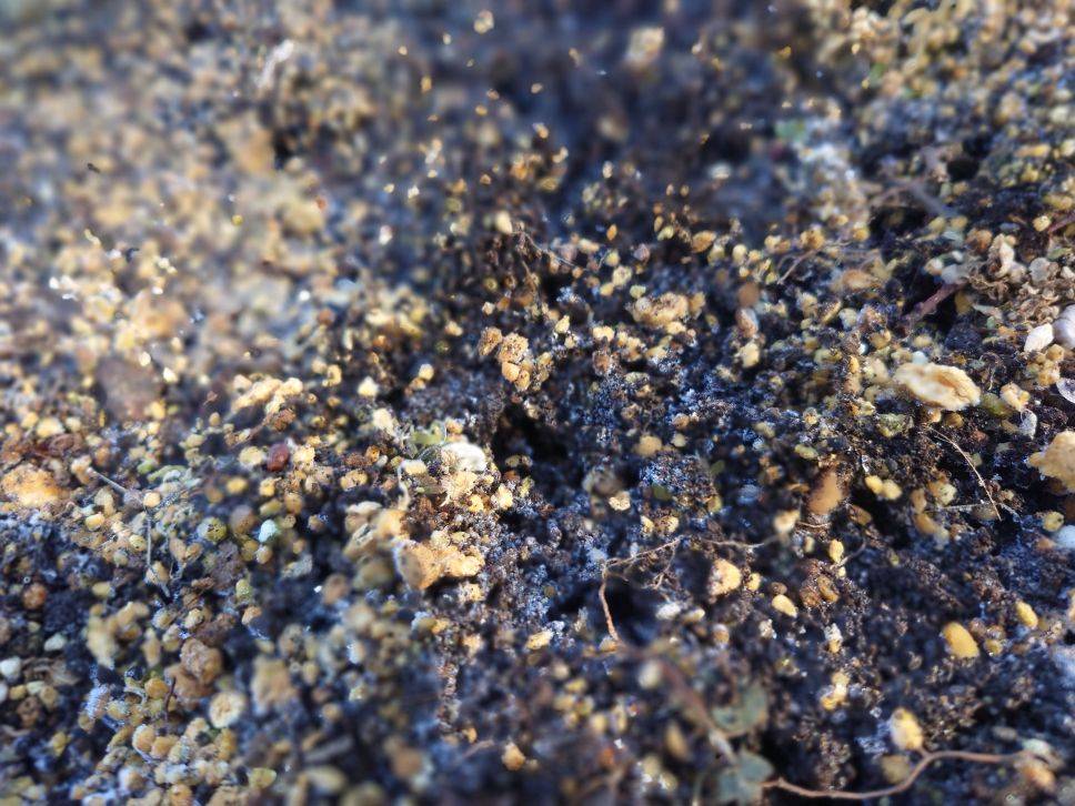 セツブンソウのつぼみが見えてきましたの写真