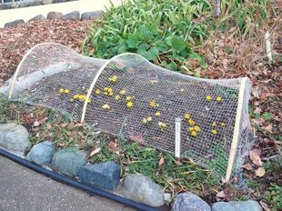 フクジュソウが咲いています