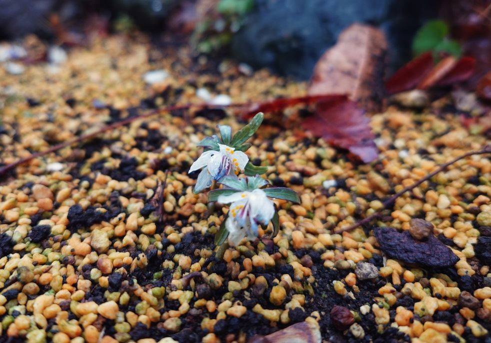 セツブンソウが咲いていますの写真