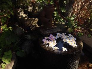 サザンカやツバキを浮かべています