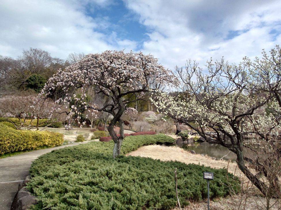 ウメが見頃を迎えていますの写真