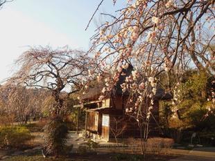 シダレウメがきれいです