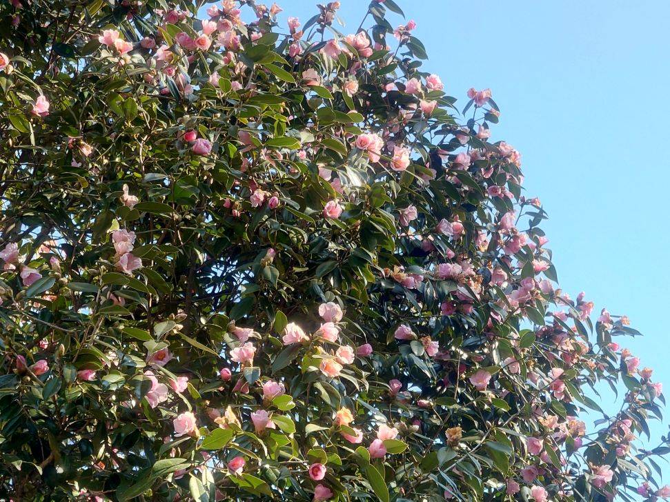 一重のツバキが咲いていますの写真