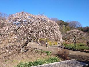 シダレウメが見頃です
