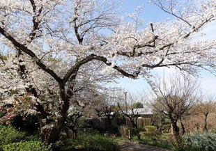 桜開花情報【2026年２月26日号】