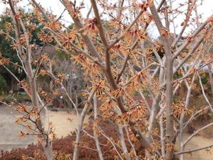 マンサクが咲いています