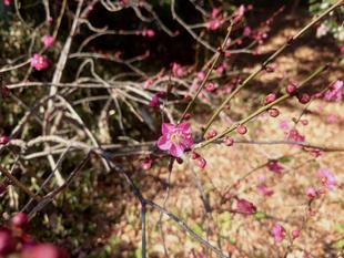 パーゴラエリアでもお花が咲いています