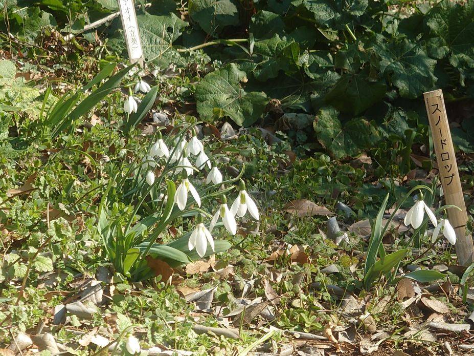 スノードロップが咲いていますの写真