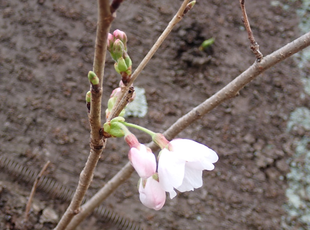 桜開花情報【令和８年３月19日号】