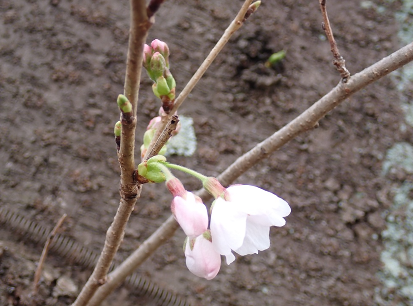 馬場花木園の写真