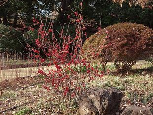 赤いボケが咲き始めています