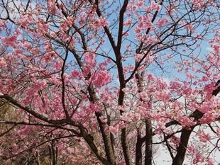 ヨコハマヒザクラが咲いています