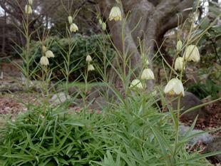 バイモが咲いています