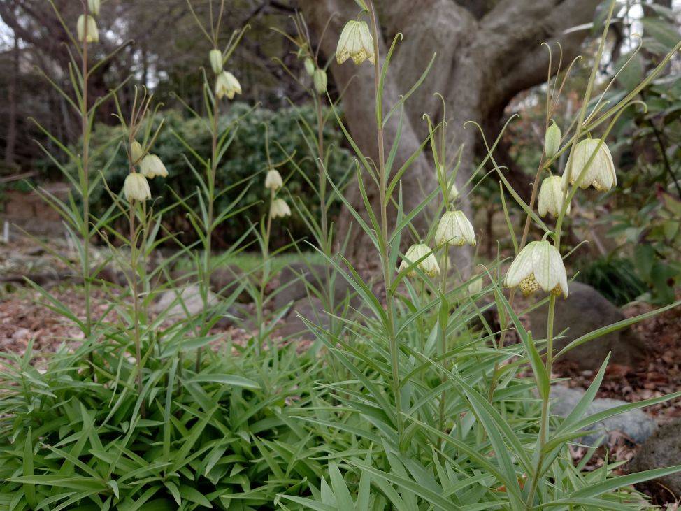 バイモが咲いていますの写真