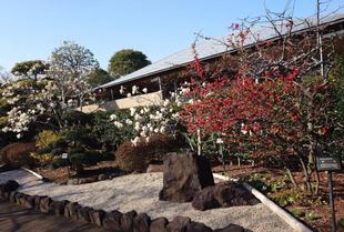 紅白のお花がきれいです