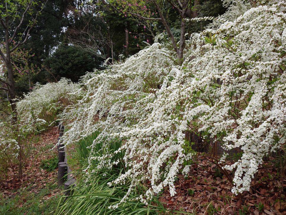 ユキヤナギが咲いていますの写真