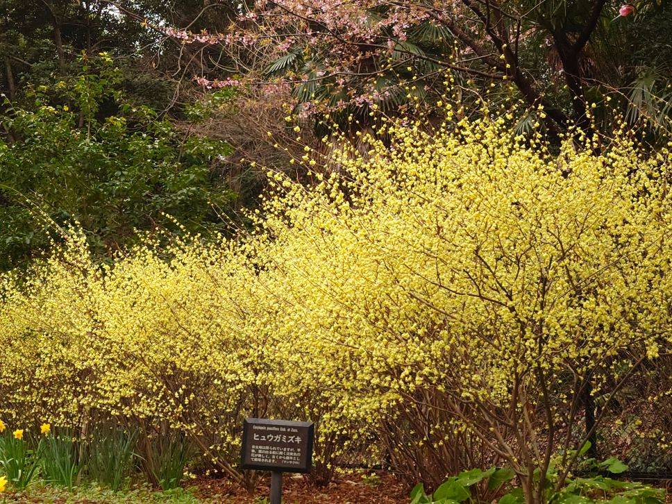 雨の後の園内の様子ですの写真