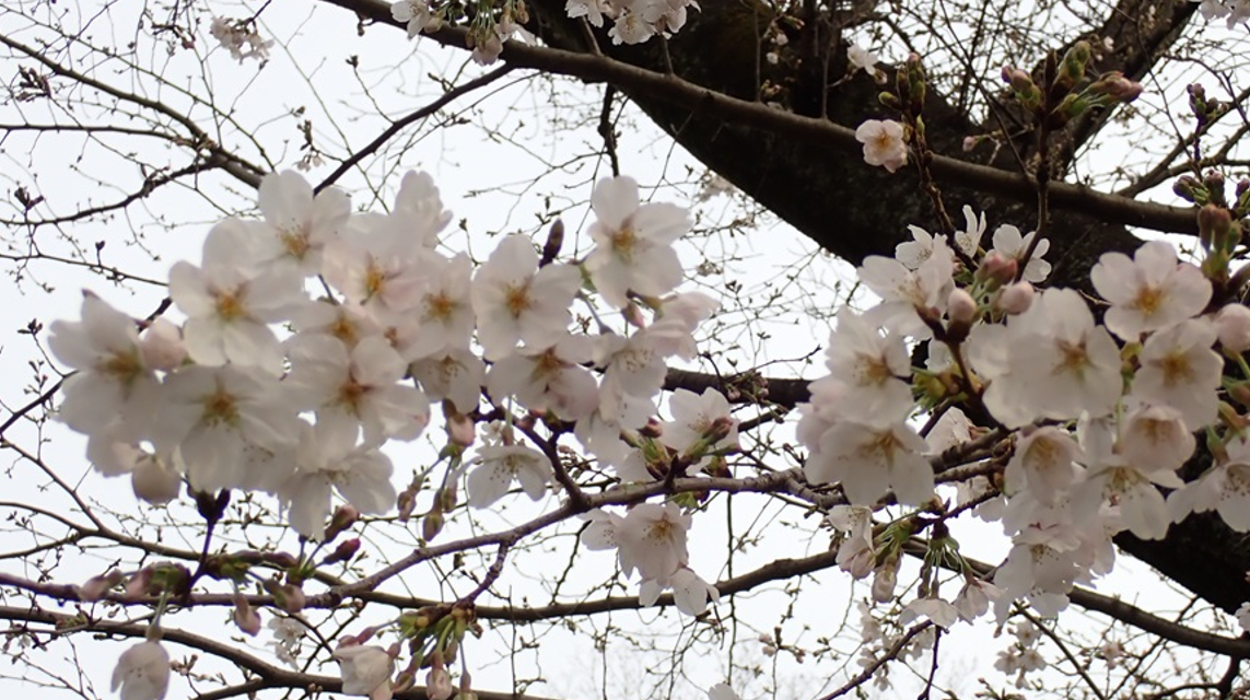 桜開花情報【令和８年３月22日号】の写真