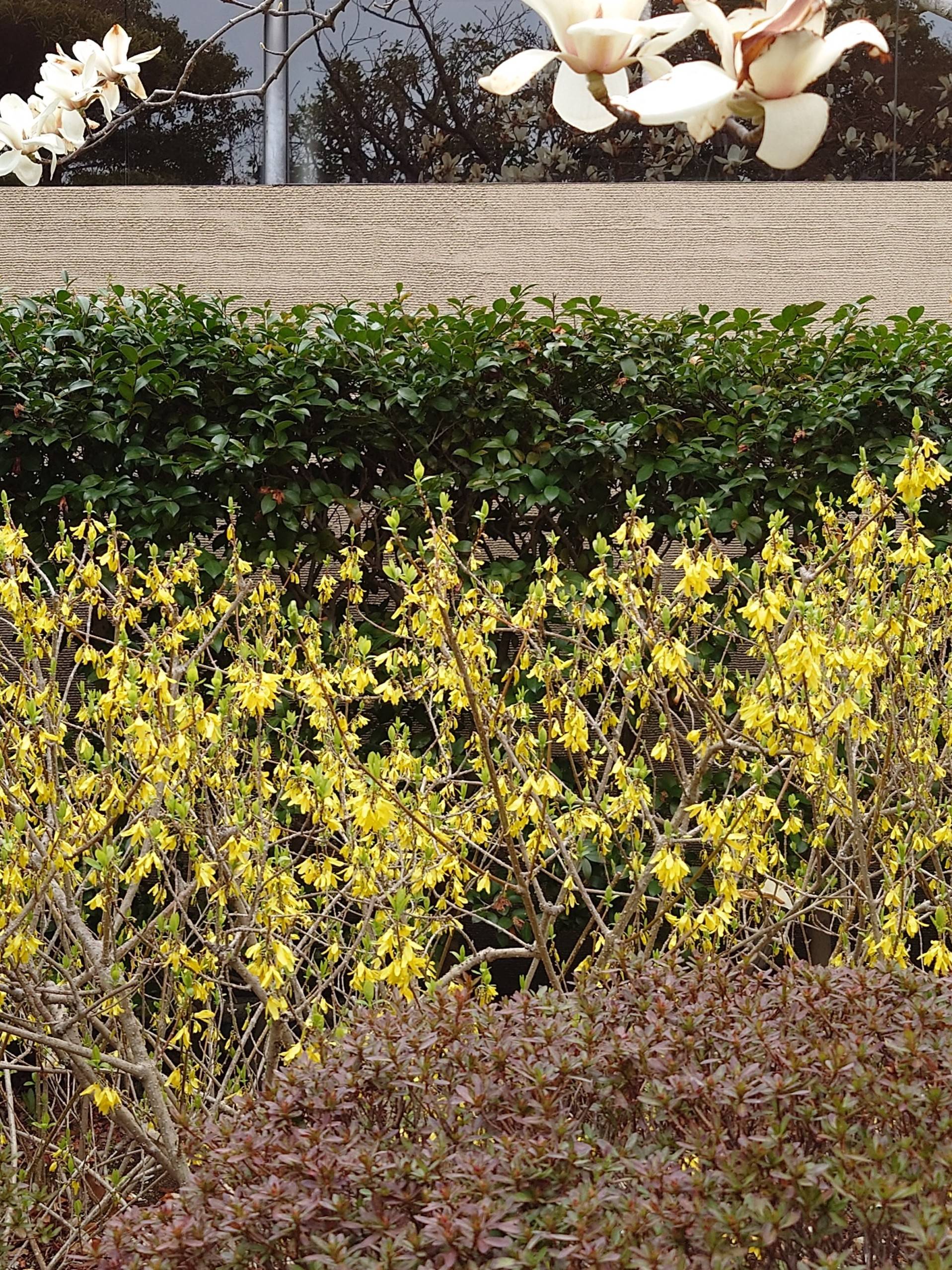 レンギョウが咲いていますの写真