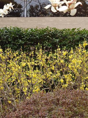 レンギョウが咲いています