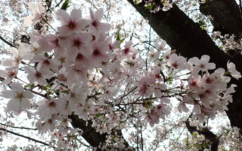桜開花情報【令和８年３月30日号】の写真