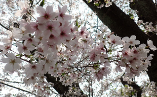 桜開花情報【令和８年３月30日号】