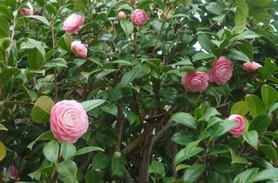 オトメツバキが咲いています