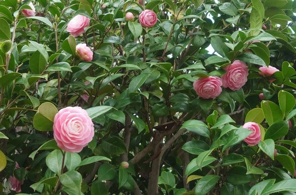 オトメツバキが咲いていますの写真