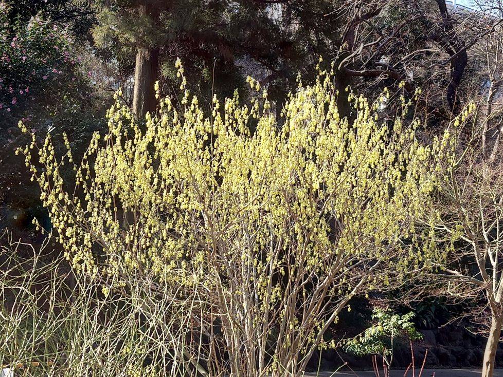 トサミズキが咲いていますの写真