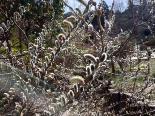 ネコヤナギの穂が出てきています