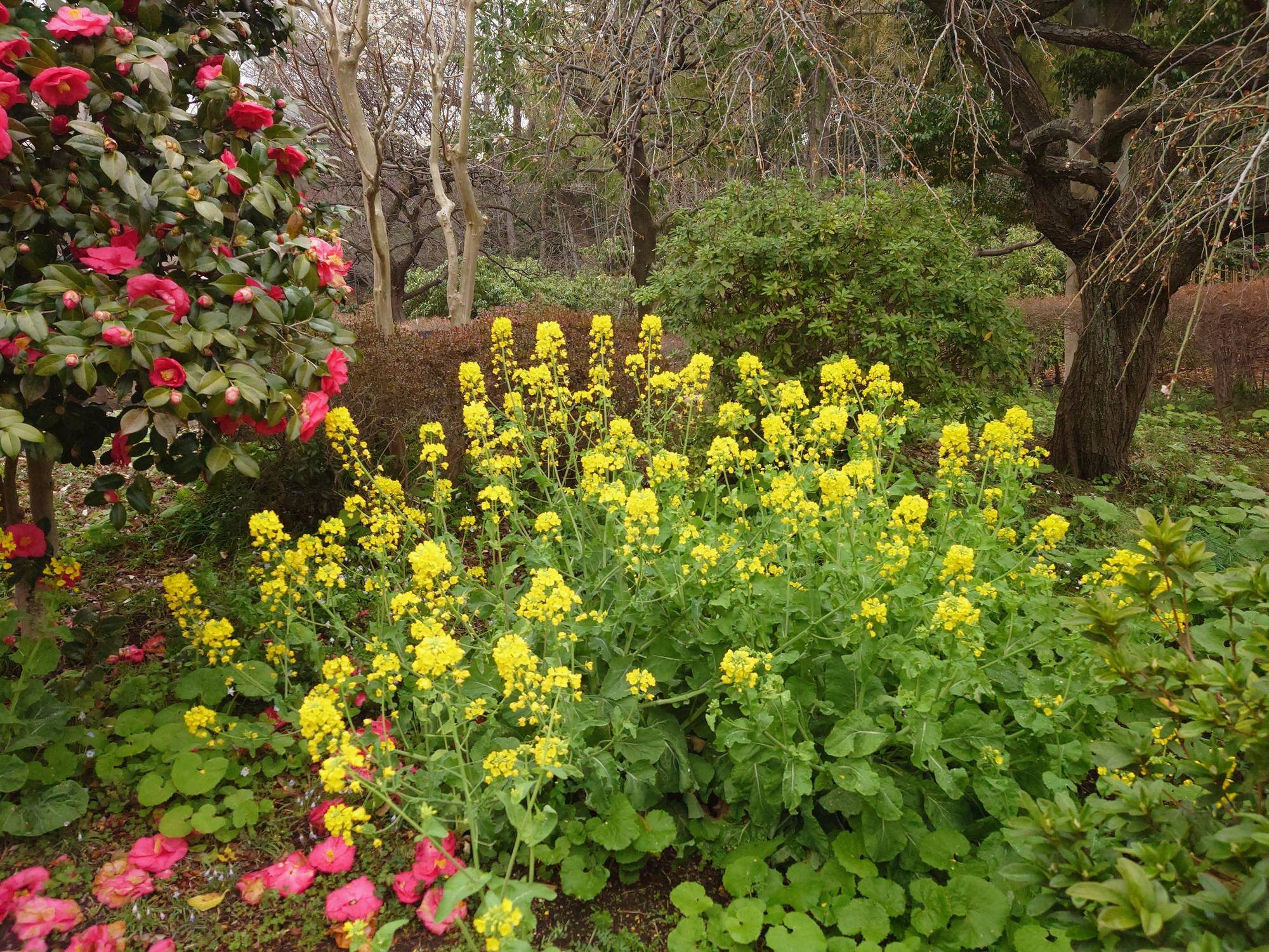 菜の花が咲いていますの写真