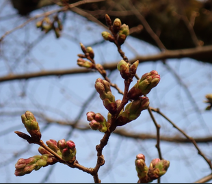 桜開花情報【2026年３月17日号】