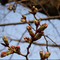 桜開花情報【2026年３月17日号】の画像