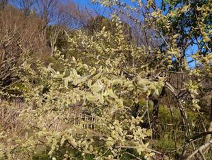 満開のネコヤナギです