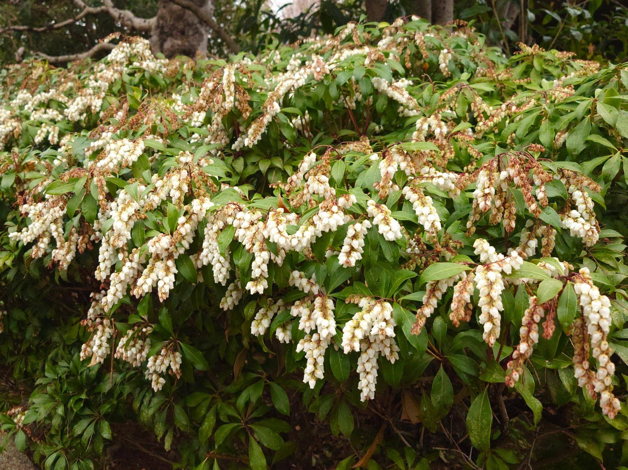 アセビが咲いていますの写真