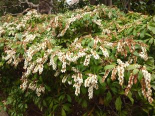 アセビが咲いています