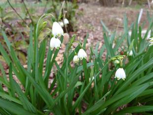 スズランスイセンが咲いています