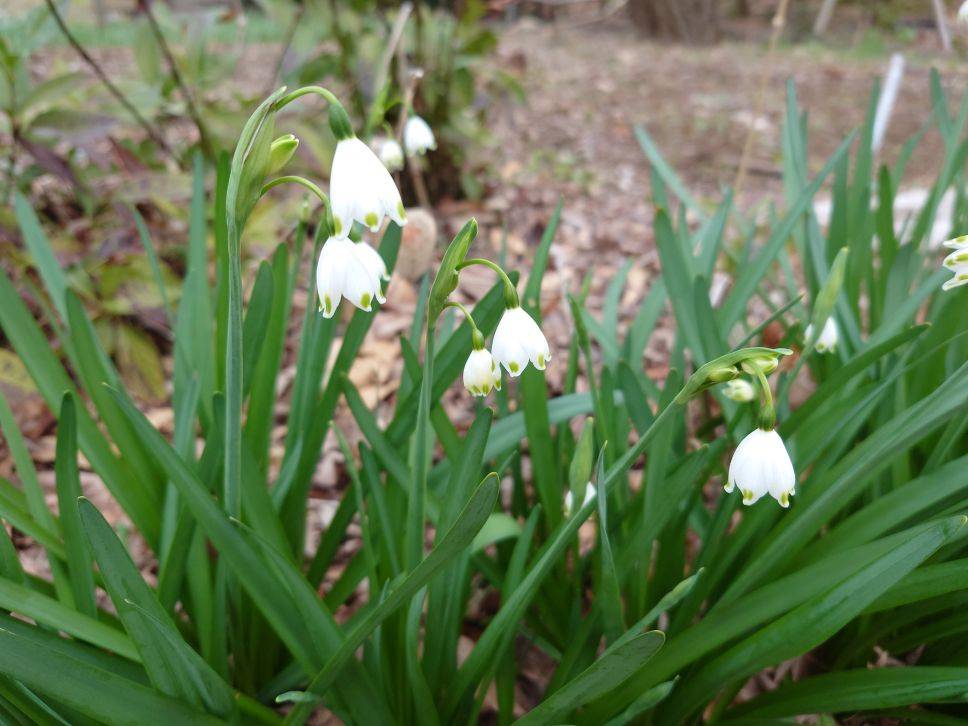 スズランスイセンが咲いていますの写真