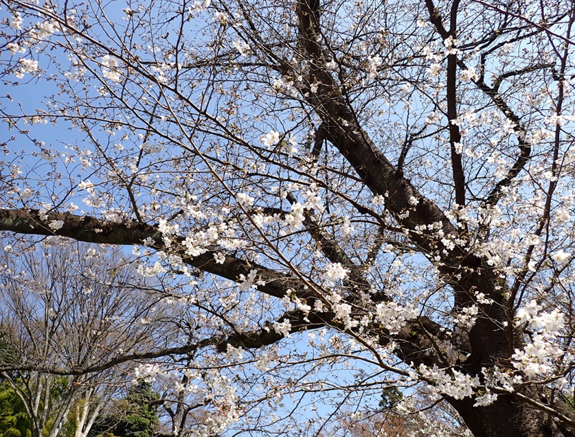 桜開花情報【令和８年３月24日号】の写真